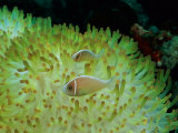 Pink anemonefish swim among the stinging tentacles of a magnificent sea anemone Lámina fotográfica Pink anemonefish swim among the stinging tentacles of a magnificent sea anemone Lámina fotográfica