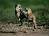 Black-tailed prairie dog pups wrestling on a burrow Lámina fotográfica Black-tailed prairie dog pups wrestling on a burrow Lámina fotográfica