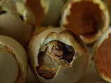 An Attwaters Prairie-Chicken Hatches from its Shell Photographic Print