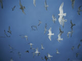 A Group of Gulls in Flight Fill the Sky Photographic Print