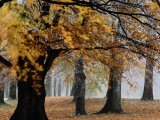 Feuillage d'automne Photographie