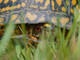 Close View of a Terrapin Photographic Print