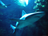 A Shark Swims Through the Sea Photographic Print by Joel Sartore
