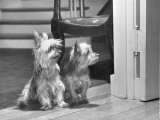 Australian Silky Terriers are Rare in the United States Photographie