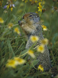 A Columbia ground squirrel (Spermophilus columbianus) feeds on wildflowers in a n alpine meadow Lámina fotográfica por Michael S. Quinton