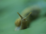 A Banana Slug Stares into the Camera Photographic Print