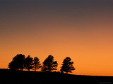Silhouetted Trees at Sunrise Photographic Print by Dan Westergren