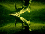 Underwater view of a rare white alligator Lámina fotográfica Underwater view of a rare white alligator Lámina fotográfica