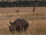 A White Rhinoceros and a Reticulated Giraffe Share a Kenyan Savanna Photographic Print by Jodi Cobb