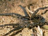 A Close View of Brownish-Gray Fishing Spider in the Sand Photographic Print