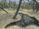 A View of Muskeg (Peat Bog) in Southeast Alaska Photographic Print by Annie Griffiths