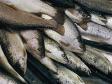 Salmon Carcasses Photographie