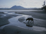 One of Vargas Islands Habituated Wolves Scavenges a Tidal Flat Photographie