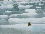 Seal on an Ice Floe Photographic Print