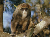 A juvenile De Brazzas monkey Stampa fotografica di Robert Sisson A juvenile De Brazzas monkey Stampa fotografica di Robert Sisson