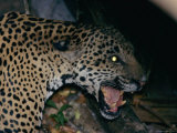 A Roaring Jaguar Photographie
