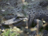 Close-up of an American alligator resting on the ground Lámina fotográfica Close-up of an American alligator resting on the ground Lámina fotográfica