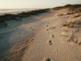 Footprints on the Beach Photographie par Walter Meayers Edwards