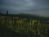 Summer Wildflower Meadow with Bitterroot Range in Background Photographic Print by Sam Abell