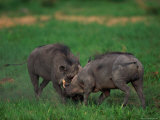 Warthogs Fighting Photographie
