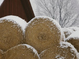 Snow Dusts Rolls of Hay Photographic Print