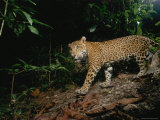 A Young Male Jaguar, Later Killed Illegally by Ranchers Photographic Print