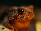 A Close View of a Toads Face Photographic Print by Joel Sartore
