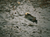 Sea Otter in a Kelp Bed Photographie