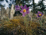 A Cluster of Purple Anemone-Like Wildflowers Photographic Print by Mattias Klum