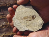A fish fossil is held in the palm of a hand Lámina fotográfica A fish fossil is held in the palm of a hand Lámina fotográfica