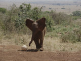 A Juvenile Elephant (Loxodonta Africana) Playing with a Soccer Ball Photographie
