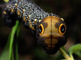 Close-up of a Moth Caterpillar(Xylophanes Falco) with False Eyes Photographic Print