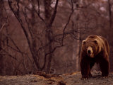 A Grizzly Bear Photographic Print