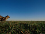 Attwaters Prairie-Chicken Photographic Print