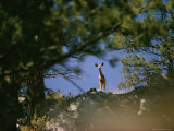 Mule Deer Looking Down at the Camera from a Ridge Photographic Print