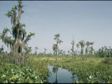 Scenic View of the Swamp Photographic Print by Robert Sisson