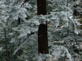 May Snowfall Brings a Winter Stillness to the Woodlands of Kern Plateau Photographic Print by Sam Abell