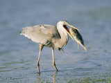 Great Blue Heron with a Fish in its Mouth Photographic Print