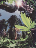 Lupine and Giant Sequoias Seen Through a Fish-Eye Lens Photographic Print