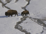 A Buffalo Cow and Her Calf Cross a Stream in Snowy Yellowstone Photographic Print by Raymond Gehman