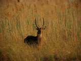 Common Waterbuck Standing in the Tall Grass Photographic Print by Beverly Joubert
