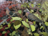 View of Stuffed Passenger Pigeons on Display in the Museum Photographie par Jack Fletcher