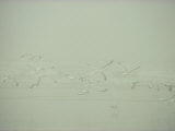 A Flock of Seagulls Fly over a Beach on a Misty Day Photographic Print by Jodi Cobb