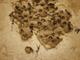 Swallows Nest on a Dirt Bank Photographic Print by Dick Durrance II