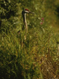 A Close View of a Sandhill Crane Standing in Tall Grasses Photographic Print