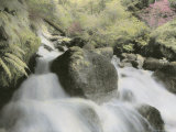 Water Rushes Down a Rocky Stream Lined with Ferns and Mosses Photographic Print by Annie Griffiths