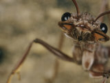 Extreme Close-up of a Bulldog Ant Photographic Print by Robert Sisson