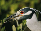 Yellow-Crowned Night Heron with a Crab in its Beak Photographic Print