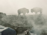 American bison in Grand Prismatic Hot Springs Lámina fotográfica American bison in Grand Prismatic Hot Springs Lámina fotográfica