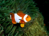 Western clown anemonefish swims among the tentacles of a magnificent sea anemone Lámina fotográfica Western clown anemonefish swims among the tentacles of a magnificent sea anemone Lámina fotográfica